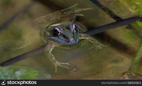 Ein Frosch liegt ruhig und ausgestreckt nber einem kleinen Ast / Stnck Schilf im Wasser / in einem Teich.