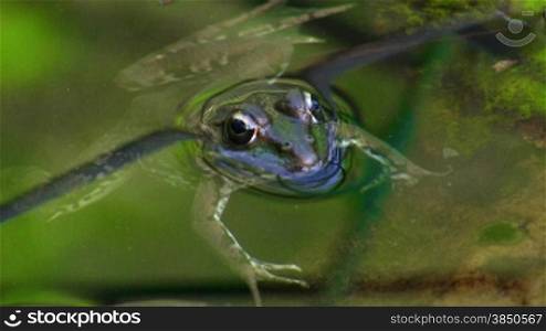 Ein Frosch liegt ruhig und ausgestreckt nber einem kleinen Ast / Stnck Schilf im Wasser / in einem Teich und schwimmt / taucht weg.