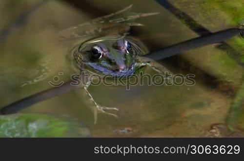 Ein Frosch liegt ruhig und ausgestreckt uber einem kleinen Ast / Stuck Schilf im Wasser / in einem Teich.