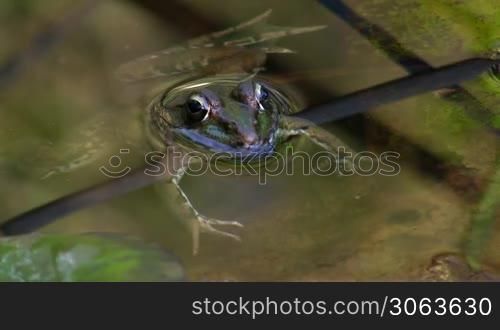 Ein Frosch liegt ruhig und ausgestreckt uber einem kleinen Ast / Stuck Schilf im Wasser / in einem Teich.