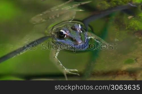 Ein Frosch liegt ruhig und ausgestreckt uber einem kleinen Ast / Stuck Schilf im Wasser / in einem Teich und schwimmt / taucht weg.