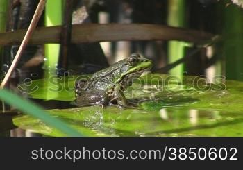 Ein Frosch sitzt auf einem gro?en grnnen Blatt / Seerosenblatt in einem ruhigen GewSsser / Teich und springt dann weg. Im hintergrund Schilf.