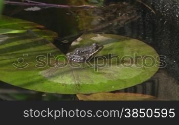 Ein Frosch sitzt auf einem gro?en grnnen Blatt / Seerosenblatt in einem ruhigen GewSsser / Teich.