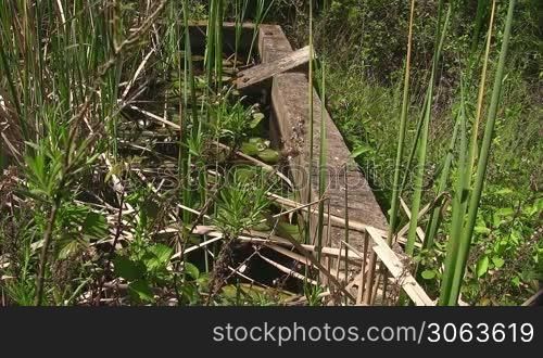 Ein Frosch sitzt auf einem gro?en grunen Blatt / Seerosenblatt in einem ruhigen Gewasser / Teich umgeben von einem Holzbalken und gruner na?er Wiese und Schilf.
