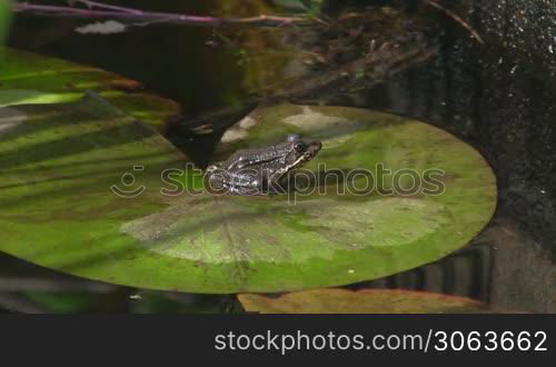 Ein Frosch sitzt auf einem gro?en grunen Blatt / Seerosenblatt in einem ruhigen Gewasser / Teich.