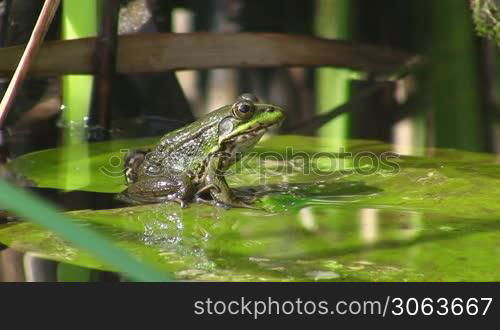 Ein Frosch sitzt auf einem gro?en grunen Blatt / Seerosenblatt in einem ruhigen Gewasser / Teich.