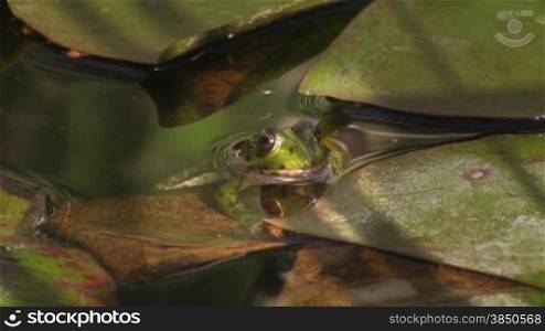 Ein Frosch sitzt in einem ruhigen GewSsser / Teich; um ihn gro?e grnne BlStter / SeerosenblStter.