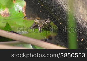 Ein Frosch sitzt in Sprungstellung auf einem gro?en grnnen Blatt / Seerosenblatt in einem ruhigen GewSsser / Teich.