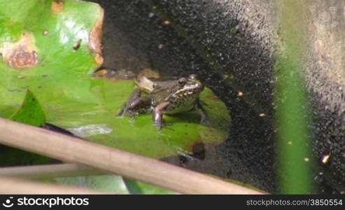 Ein Frosch sitzt in Sprungstellung auf einem gro?en grnnen Blatt / Seerosenblatt in einem ruhigen GewSsser / Teich und springt dann ins Wasser.
