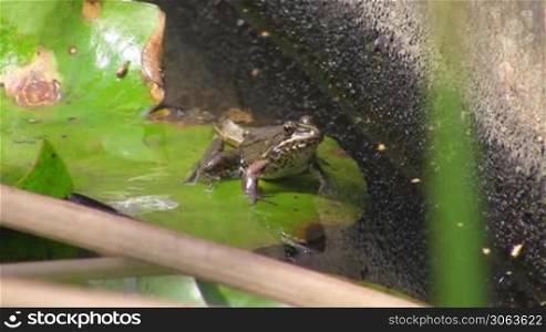 Ein Frosch sitzt in Sprungstellung auf einem gro?en grunen Blatt / Seerosenblatt in einem ruhigen Gewasser / Teich.