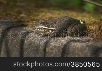 Ein Frosch sitzt regungslos mit pulsierendem Kinn auf einem Stein.