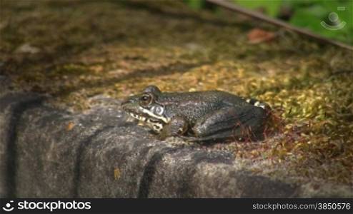 Ein Frosch sitzt regungslos mit pulsierendem Kinn auf einem Stein.