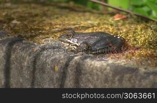 Ein Frosch sitzt regungslos mit pulsierendem Kinn auf einem Stein; die Sonne scheint.