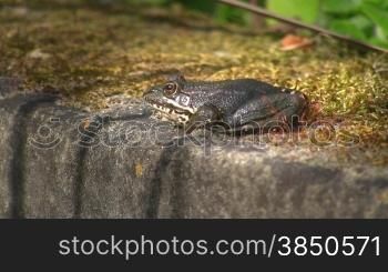Ein Frosch sitzt regungslos mit pulsierendem Kinn auf einem Stein; die Sonne scheint.