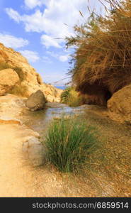 Ein Gedi Nature Reserve in Israel.