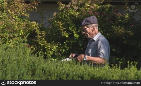 Ein GSrtner / Mann schneidet / stutzt eine Hecke mit einer Heckenschere. Im Hintergrund BSume / Bnsche.