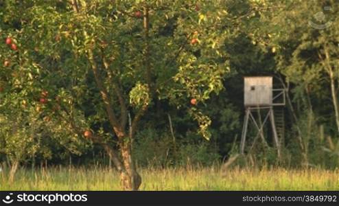 Ein Hochsitz am Waldrand hinter einem Apfelbaum mit roten reifen -pfeln auf einer grnnen Wiese im herbstlichen Sonnenlicht.