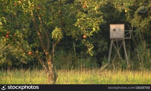 Ein Hochsitz am Waldrand hinter einem Apfelbaum mit roten reifen -pfeln auf einer grnnen Wiese im herbstlichen Sonnenlicht.