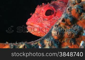 Ein kleiner Skorpionfisch versteckt sich in einem Wrack.