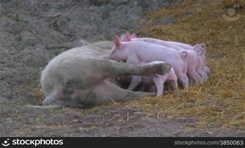 Ein Mutter - Schwein sSugt ihre Jungen.