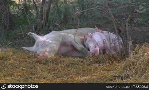 Ein Mutter - Schwein sSugt ihre Jungen im Schatten unter BSumen.