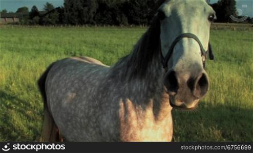 Ein Pferd ist auf der Weide und schaut direkt in die Kamera