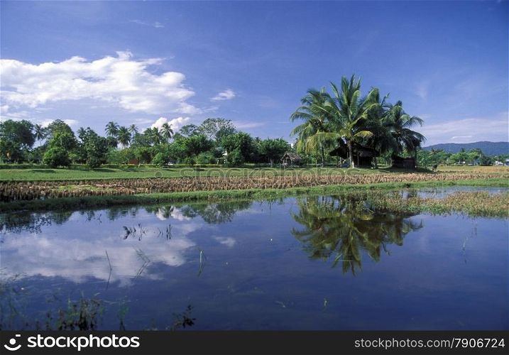 Ein Reisfeld bei Pantai Cenang im westen der Insel Langkawi in Malaysia in Suedost Asien.