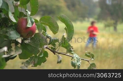Ein roter reifer Apfel hangt an einem Apfelbaum. Im Hintergrund eine frau auf einem Feld, die aus einer Flasche trinkt.