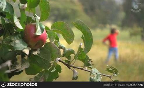 Ein roter reifer Apfel hangt an einem Apfelbaum. Im Hintergrund eine Frau auf einem Feld.