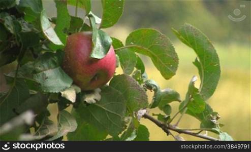 Ein roter reifer Apfel hSngt an einem Apfelbaum