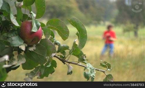 Ein roter reifer Apfel hSngt an einem Apfelbaum. Im Hintergrund eine frau auf einem Feld, die aus einer Flasche trinkt.