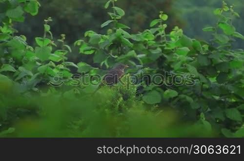 Eine Amsel sitzt mitten im Grunen auf einem Strauch und schaut umher