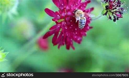 eine Biene arbeitet an einer Blute einer Scabious Atropurpurea bzw. Witwenblume und wird von einer anderen verdrangt