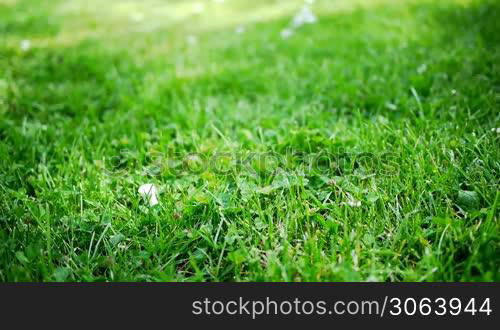 Eine Hand platziert einen Golfball auf einem Birdie. A hand places a golf ball on a birdie.