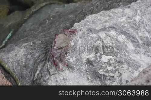 Eine Krabbe oder ein Krebs sonnt sich zunachst auf einen Stein und lauft dann davon. A crab or cancer is taking a sun bath and later on running away.