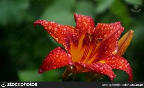 Eine schone orange-rote Lilie wird gegossen, die Tropfen perlen auf den Blattern der Blute sichtbar ab.