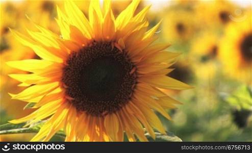 Eine Sonnenblume steht im Vordergrund dahinter unscharf das ganze Sonnenblumenfeld