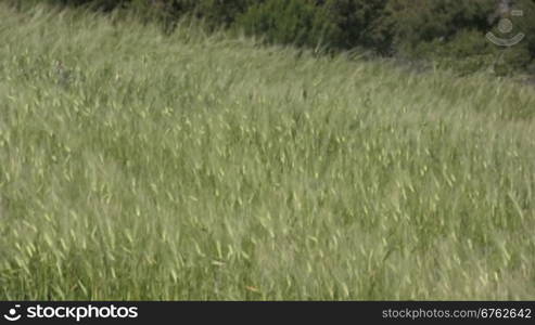 Eine Wiese mit KornShren weht im Wind