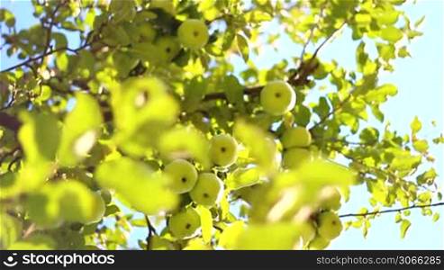 Einige Zweige eines Apfelbaumes der in der Natur nahezu ausgestorbenen Sorte Cox Pommona an einem sonnigen Tag, im Wind wehend