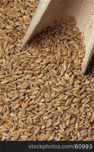 Einkorn wheat seeds on a wooden spoon
