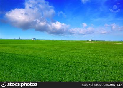 El Saler in Valencia rice fields green spring meadow under blue sky