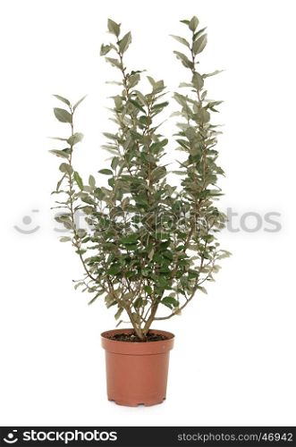 Elaeagnus in pot in front of white background