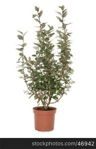 Elaeagnus in pot in front of white background