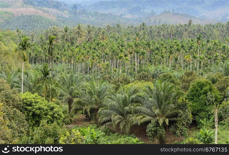 Elaeis guineensis tree or oil palm tree plantation in Thailand