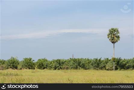 Elaeis guineensis tree or oil palm tree plantation in Thailand