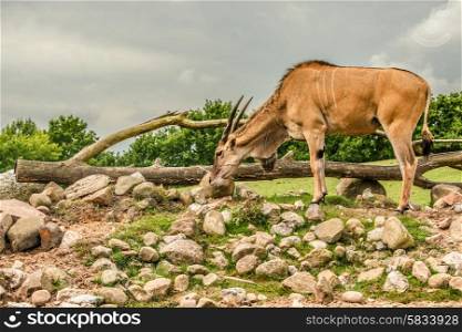 Eland antelope grassing on the african savannah