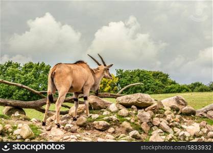Eland antelope standing in beautiful nature in Africa