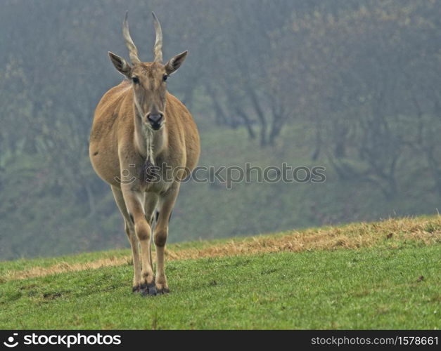 Eland Antelope (Taurotragus oryx) It is one of the largest antelopes, these animals are very difficult to approach.