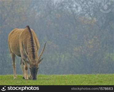 Eland Antelope (Taurotragus oryx) It is one of the largest antelopes, these animals are very difficult to approach.