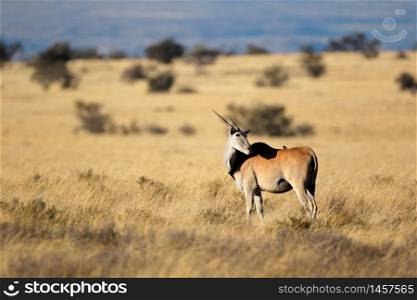 Eland antelope (Tragelaphus oryx) in natural habitat, Mountain Zebra National Park, South Africa
